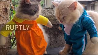 Feline fashionistas don iconic Squid Game costumes in West Java