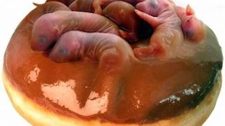 Eating Live Mice! World’s Cruelest Dining Experience