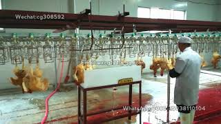 chicken slaughtering line with electric shock device