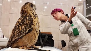Сова Ёль на приёме у ветеринара @RedTabby Делаем рентген филину и сычам. Результаты лечения Ёлки