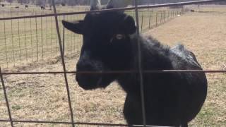 Woman cited after dogs escape and kill goat