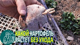 ???? Как растет картошка без ухода ???? Эксперимент Гордеевых от посадки картофеля до уборки урожая