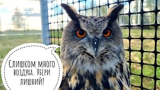 Утренние УГУ после ветренной ночи. Сова Ёль недовольна погодой