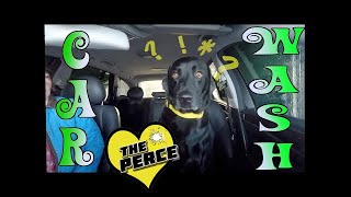 Black Labrador Reacts to Car Wash
