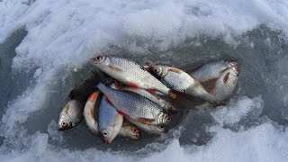 Ловля плотвы на безмотылку. Хлухозимье, Оттепель\  Catching roach on the jig . Winter Thaw