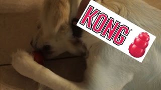 Idée pour occuper votre chien lorsqu'il est seul - Le KONG
