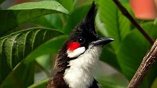 Голоса птиц. Краснощёкий настоящий бюльбюль (лат. Pycnonotus jocosus).