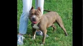 American Staffordshire Terrier