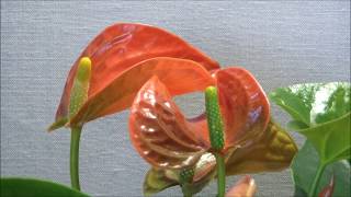 Антуриум Принц Оранжевый (Anthurium Prince Of Orange)