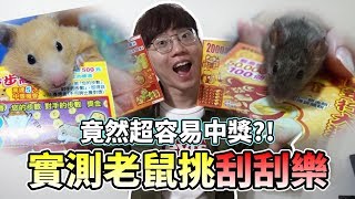 【維鼠日記】實測老鼠挑刮刮樂，竟然超容易中獎?!【維特】#73