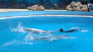 Delfin show