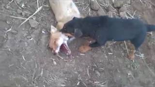 норная охота на лису фокс и ягд.hunt for a fox with a yagter terrier and a fox terrier .