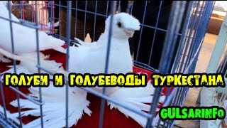 Голуби / Голуби и голубеводы Туркестана 2015 / Pigeons / doves / dove