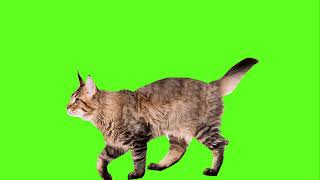 CAT WALK - GREEN SCREEN VIDEO