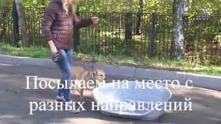 Дрессировка кадебо, самый простой способ обучения команде место