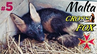Malta Cross Fox #5 ? Найди лису! Лиса стройняшка, Фитоняшка ? Лисе нельзя кусаться!