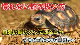 話題のサイテスについて少し触れますね。etc...