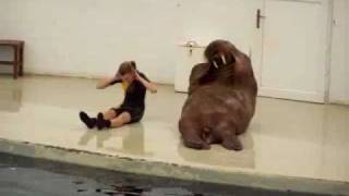 Personal Training Adelaide showing "The Walrus work out"