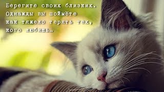 Горюют ли кошки? Кошачья депрессия от потери друга или хозяина