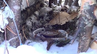 На промысле пушного зверя.  Часть 7