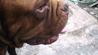 Бордоский ДОГ (Бандит) Big Dog Keeper