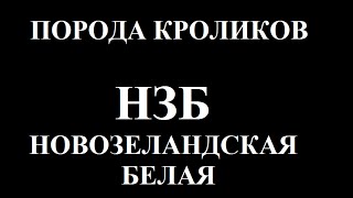 Порода кроликов.Новозеландская белая(НЗБ). Секрет размножения.