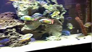 Victorian Cichlid Haplochromis Battle