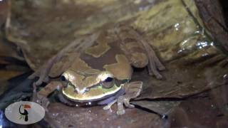 Belize wildlife quick intro