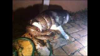 SEE How This Python Strangled A Helpless Dog To Death