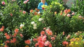 МАСТЕР КЛАСС ПО ВЫРАЩИВАНИЮ ГЕОРГИН / GROWING dahlias