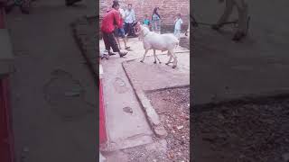#sheeper domba garut berkelas
