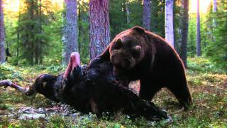 Expeditionen ins Tierreich - Finnland: Braunbär (HD)