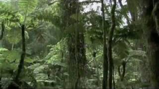 NewsNetworkToday: WANGARI MAATHAI: SAVING AFRICAN FORESTS