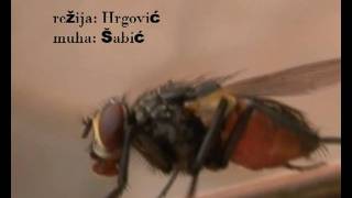 THE MUHA (THE FLY)