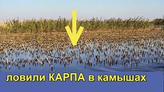 ловили Карпа в камышах на поплавочную удочку с дальним забросом, Fishing, ikan, câu cá, memancing