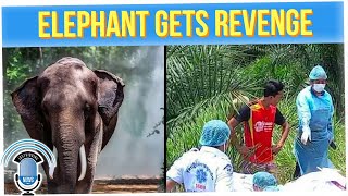 Elephant in Thailand Gets Revenge on its Handler (ft. Dante Basco)