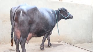 ? FOR SALE -25 Kg Milk Capacity Buffalo at JaySingh Sorkhi’s Home ?