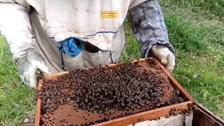 Делаем сборные отводки нуклеусы.