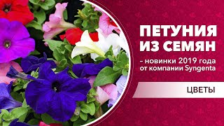 Петуния из семян – новинки 2019 года