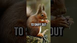 Drug-Sniffing Squirrels to Join China’s Police #Shorts
