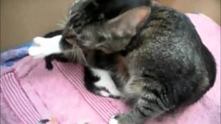 kittens geboren deel 3