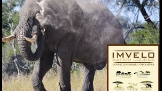 Webinar: Adventures in Zimbabwe with Imvelo Safari Lodges