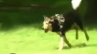 Dog Sucking A woman