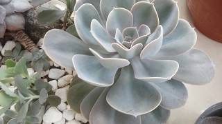 Suculentas#amor# presentinho#mini jardim
