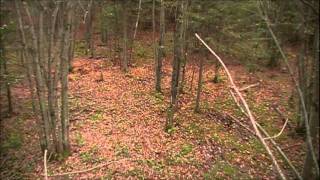 CHASSE AU CHEVREUIL A L ARBALETE Drummondville 2010 Sylvain et Philippe