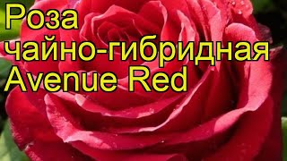 Роза чайно-гибридная Авеню Ред. Краткий обзор, описание характеристик, где купить саженцы Avenue Red