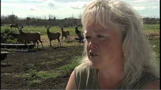 Alberta Elk Ranchers The Elkow's