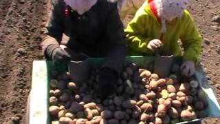 Самодельная картофелесажалка.