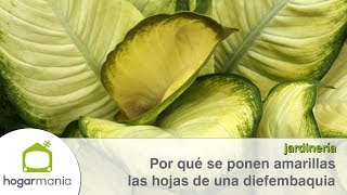Causas del amarilleamiento de las hojas de una diefembaquia