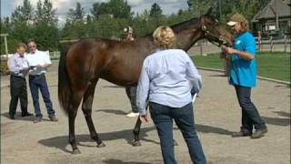 Why it pays to own a BC Bred thoroughbred race horse?